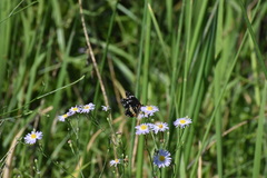 Chlosyne lacinia crocale