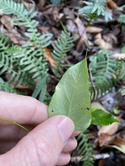 Vincetoxicum paniculatum