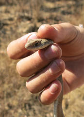 Psammophis brevirostris