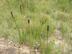 Xanthorrhoea minor minor