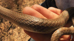 Psammophis brevirostris