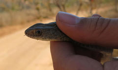 Psammophis brevirostris