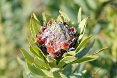 Leucadendron arcuatum