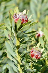 Leucadendron arcuatum
