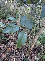 Parsonsia rotata