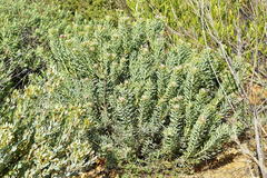 Leucadendron arcuatum