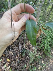 Parsonsia rotata