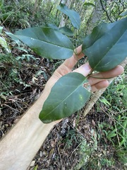 Parsonsia rotata