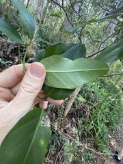 Parsonsia rotata