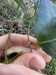 Parsonsia rotata