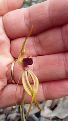 Caladenia longiclavata