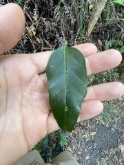 Parsonsia rotata