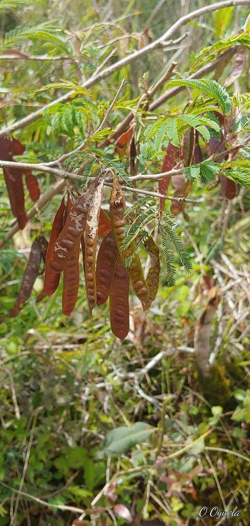 Leucaena lempirana