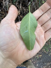 Parsonsia rotata