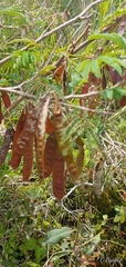 Leucaena lempirana