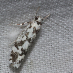 Lichenaula calligrapha