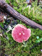 Suillus paluster