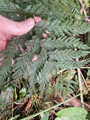 Parapolystichum microsorum