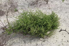 Asparagus rubicundus