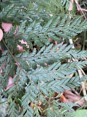 Parapolystichum microsorum