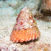 West Indian Starsnail - Photo (c) Kerry Lewis, some rights reserved (CC BY-NC), uploaded by Kerry Lewis