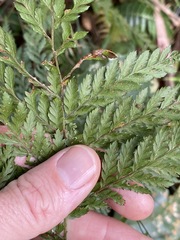 Parapolystichum microsorum