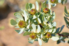 Leucadendron loranthifolium
