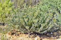 Leucadendron loranthifolium