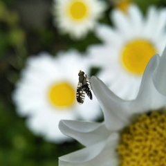 Spathulina acroleuca