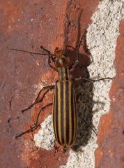 Epicauta vittata