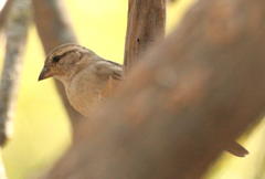 Passer domesticus indicus