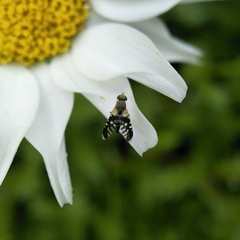 Spathulina acroleuca