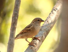 Passer domesticus indicus