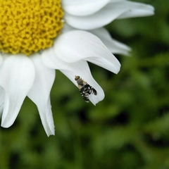 Spathulina acroleuca