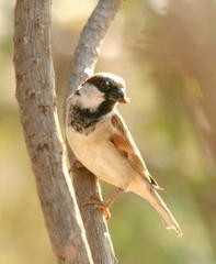 Passer domesticus indicus