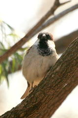 Passer domesticus indicus