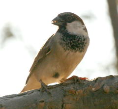 Passer domesticus indicus