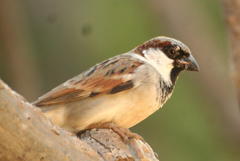 Passer domesticus indicus