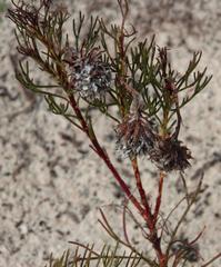 Serruria furcellata