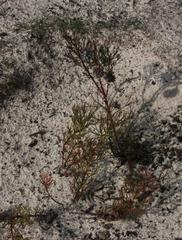 Serruria furcellata