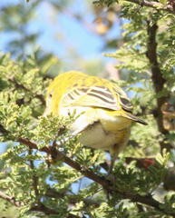 Ploceus intermedius cabanisii