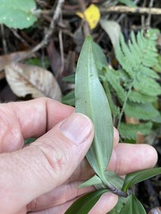 Aneilema acuminatum