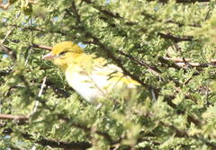 Ploceus intermedius cabanisii