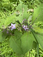 Solanum melongena