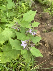 Solanum melongena