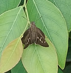 Polytremis lubricans