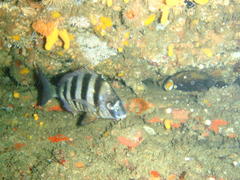 Diplodus hottentotus