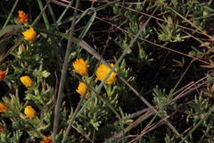 Lampranthus explanatus