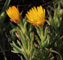 Lampranthus explanatus