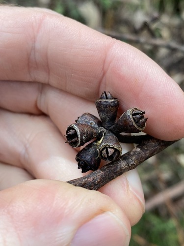 Eucalyptus grandis